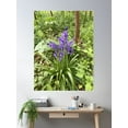 thumbnail image 2 of Cluster Of Bluebells Close To Tree, Forest Floor Poster Wall Art, Modern Wall Decor, 8x12 UNFRAMED, 2 of 3
