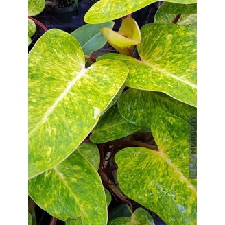 spider plants Spider Plant 'Irish' main image 0