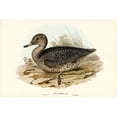 thumbnail image 2 of Gould, John 14x11 Black Modern Framed Museum Art Print Titled - Freckled Duck-Anus naevosa, 2 of 4