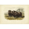 thumbnail image 2 of Audubon, John James 14x11 Black Ornate Wood Framed with Double Matting Museum Art Print Titled - Musk Ox, 2 of 4