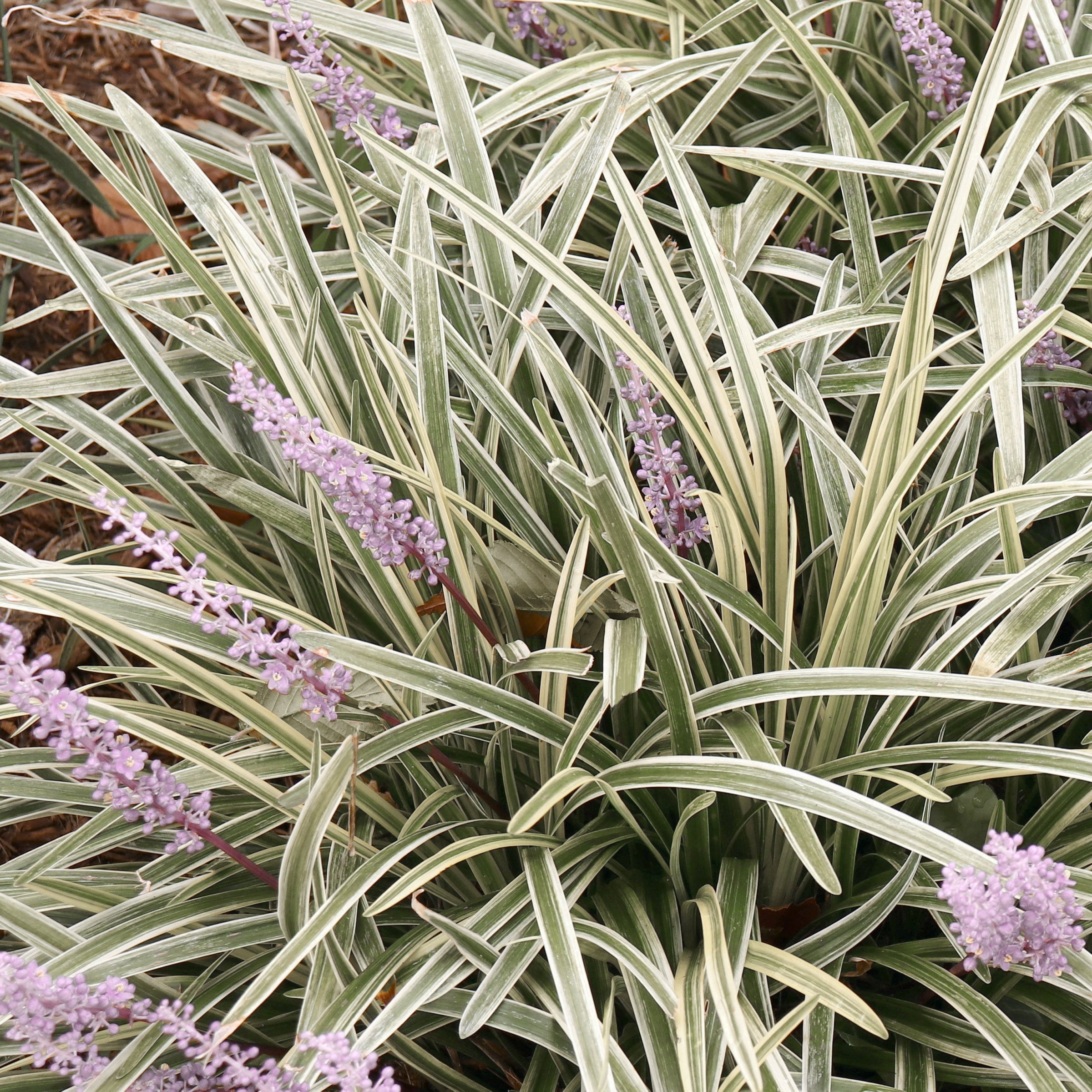 National Plant Network 4 in. Liriope Silver Dragon (32-Pack)