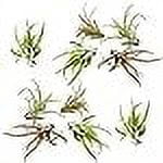 ragnaroc Air Plants - Tillandsia Capitata (Peach), Large 5-7” - 10ct - Live Arrival Guaranteed - House Plants for Home Decor & Gift