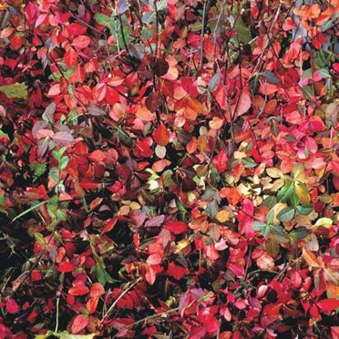 Coloratus Wintercreeper Euonymus-Evergreen Groundcover Plant for Garden  1 Gallon