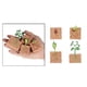 thumbnail image 4 of Plástico Naturaleza las de Plantas Modelo de Crecimiento Biología Cognitiva Juguetes Material Didáctico, 4 of 7