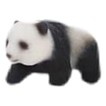 thumbnail image 2 of Figuras de Panda en miniatura Sunnimix escala 1:87 Estilo C, 2 of 7