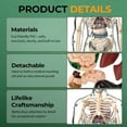 thumbnail image 3 of Human Anatomy Model for Classroom, Transparent Torso with Skeleton & Organs, 3D Physiology Demo Kit with Guide,  for Students & Teachers, 3 of 7