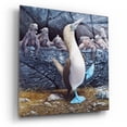 thumbnail image 2 of Epic Art 'Blue Footed Boobies' by Harro Maass, Acrylic Glass Wall Art, 12"x12", 2 of 8