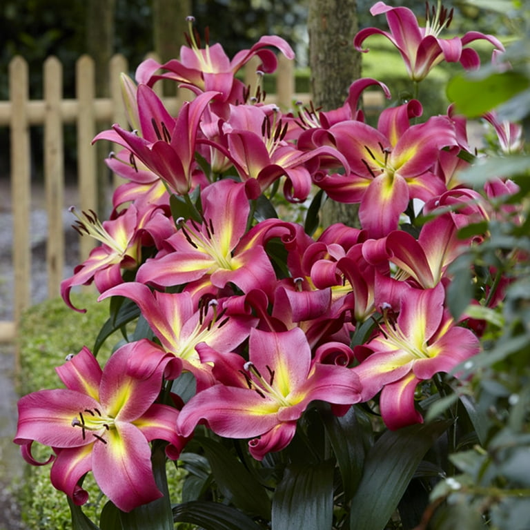 Van Zyverden Lilies Mammoth Tall Lilies Empoli Set of 7 Van Zyverden Lilies Mammoth Tall Lilies Empoli Set of 7