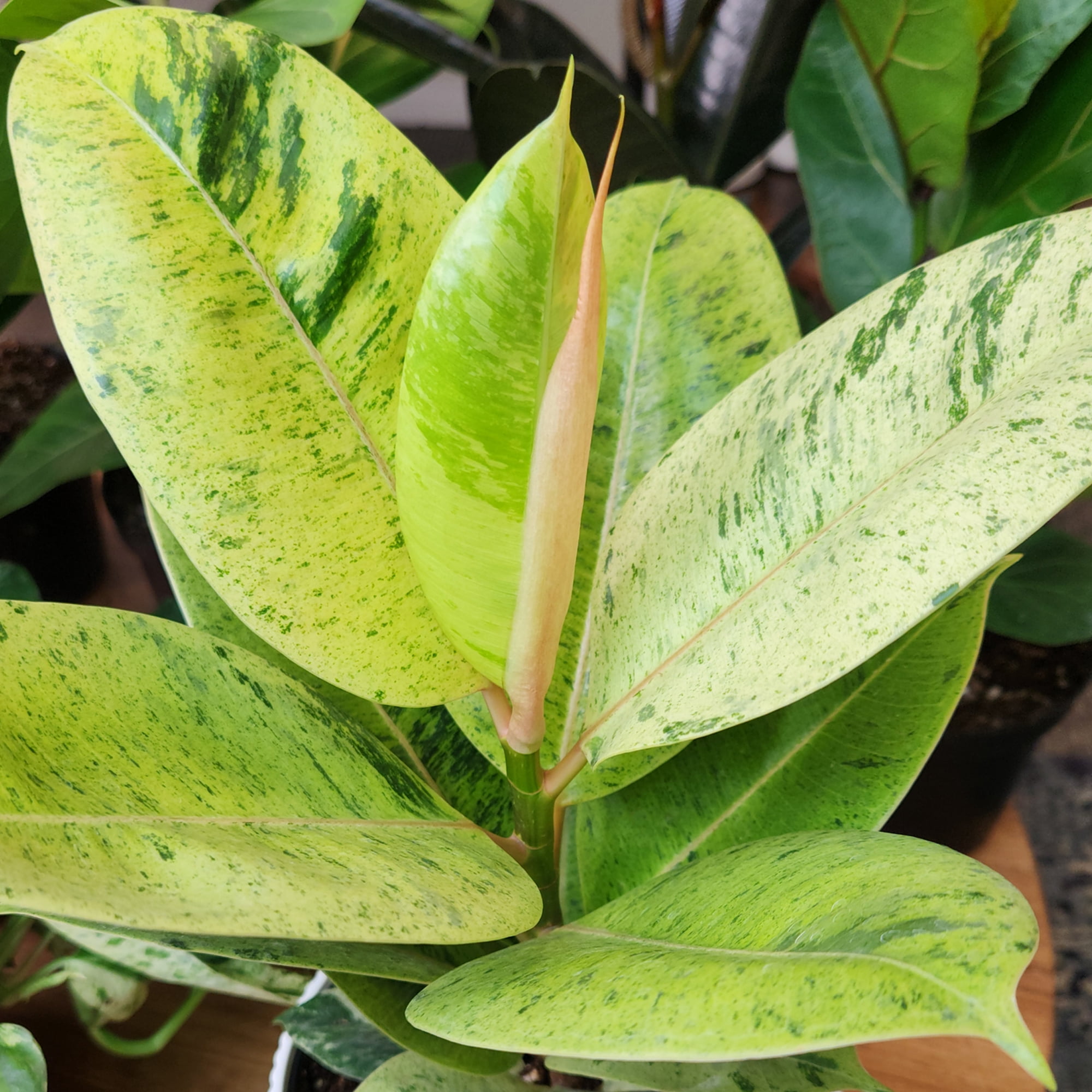Element Variegated Ficus Shivereana in 6" White Decor Pot (Approx 15" Tall) Live Plant