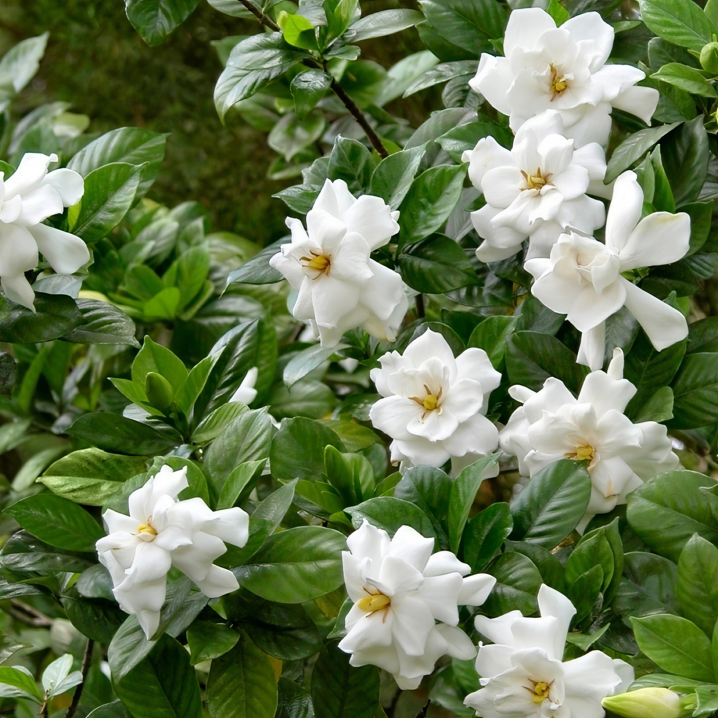 1 gal Gardenia 'August Beauty' Live Shrub with Partial Sunlight