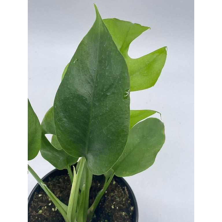 philodendron birkin white leaves Philodendron - Birkin | Lexington, KY main image 1