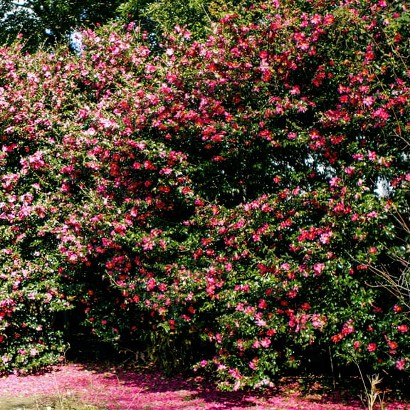 National Plant Network 1 gal Black Magic Camellia Japonica Live Shrub with Partial Shade