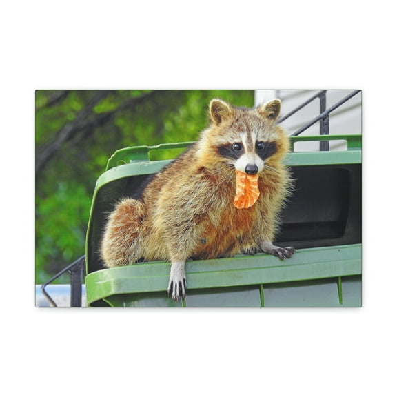 Raccoon Hunting Raccoon on Hunt Print Animal Wall Art Wildlife Canvas Prints Wall Art Ready to Hang Unframed
