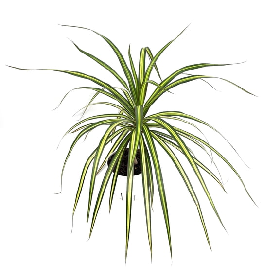 Dracaena Sunray Cane Potted House Plants Air Purifying, 4" Pot