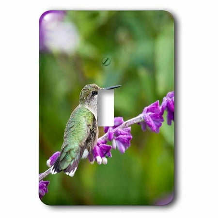 Mexican Bush - 3dRose Ruby-throated Hummingbird at Mexican Bush Sage, Marion Co. IL, Single Toggle Switch