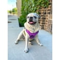 thumbnail image 5 of Gooby Escape Free Memory Foam Harness - Purple, Small - Escape Free Step-In Harness with Memory Foam for Small Dogs and Medium Dogs Indoor and Outdoor use, 5 of 5