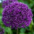 thumbnail image 3 of 1 Allium Gladiator Bulbs - Ready to Plant - Blooming Onion - Live Indoor/Outdoor Perennial Plant, 3 of 4