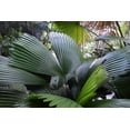 thumbnail image 5 of Sabinaria Palm - Live Plant in a 3 Gallon Growers Pot - Sabinaria Magnifica - Extremely Rare and Beautiful Palms from Florida, 5 of 5