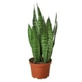 thumbnail image 6 of Snake Plant 'Zeylanica', 6 of 8