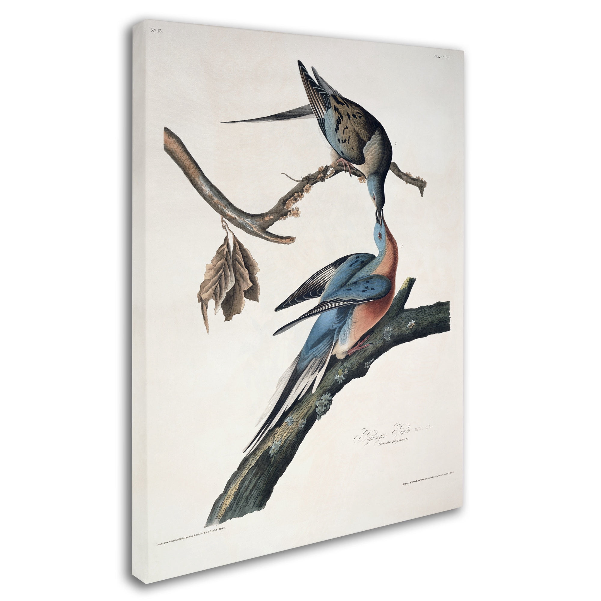 Trademark Fine Art "Passenger Pigeon" Canvas Art by John James Audubon