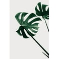 thumbnail image 2 of 1x Studio III 11x14 Black Ornate Wood Framed with Double Matting Museum Art Print Titled - Monstera Natural 47, 2 of 4