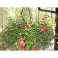 thumbnail image 4 of Hanging Basket with Sandstone Watering Rock, 4 of 6