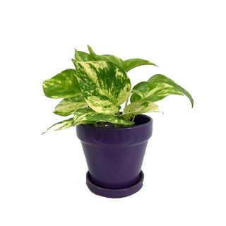 Epipremnum Yellow Flame No 1, Furniture & Home Living, Gardening, Plants &  Seeds on Carousell