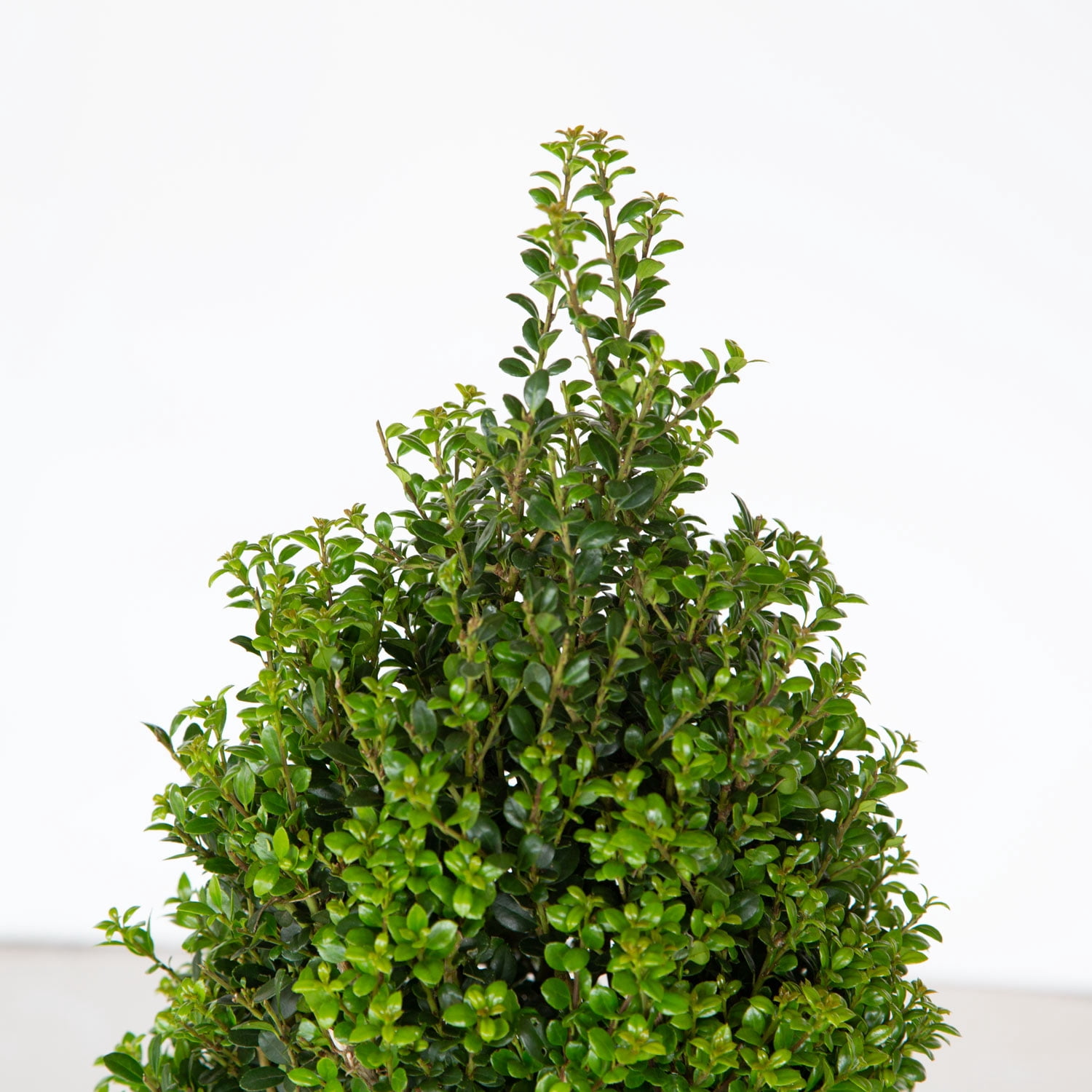 Expert Gardener Steeds Japanese Holly (2.5 Quart) Upright Evergreen Shrub