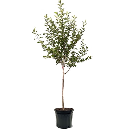 Expert Gardener 3-4 ft. tall Semi Dwarf McIntosh Apple Live Tree in 7- Gallon Grower Pot