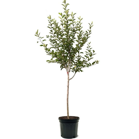 Expert Gardener 3-4 ft. tall Semi Dwarf Jonathon Apple Live Tree in 7- Gallon Grower Pot