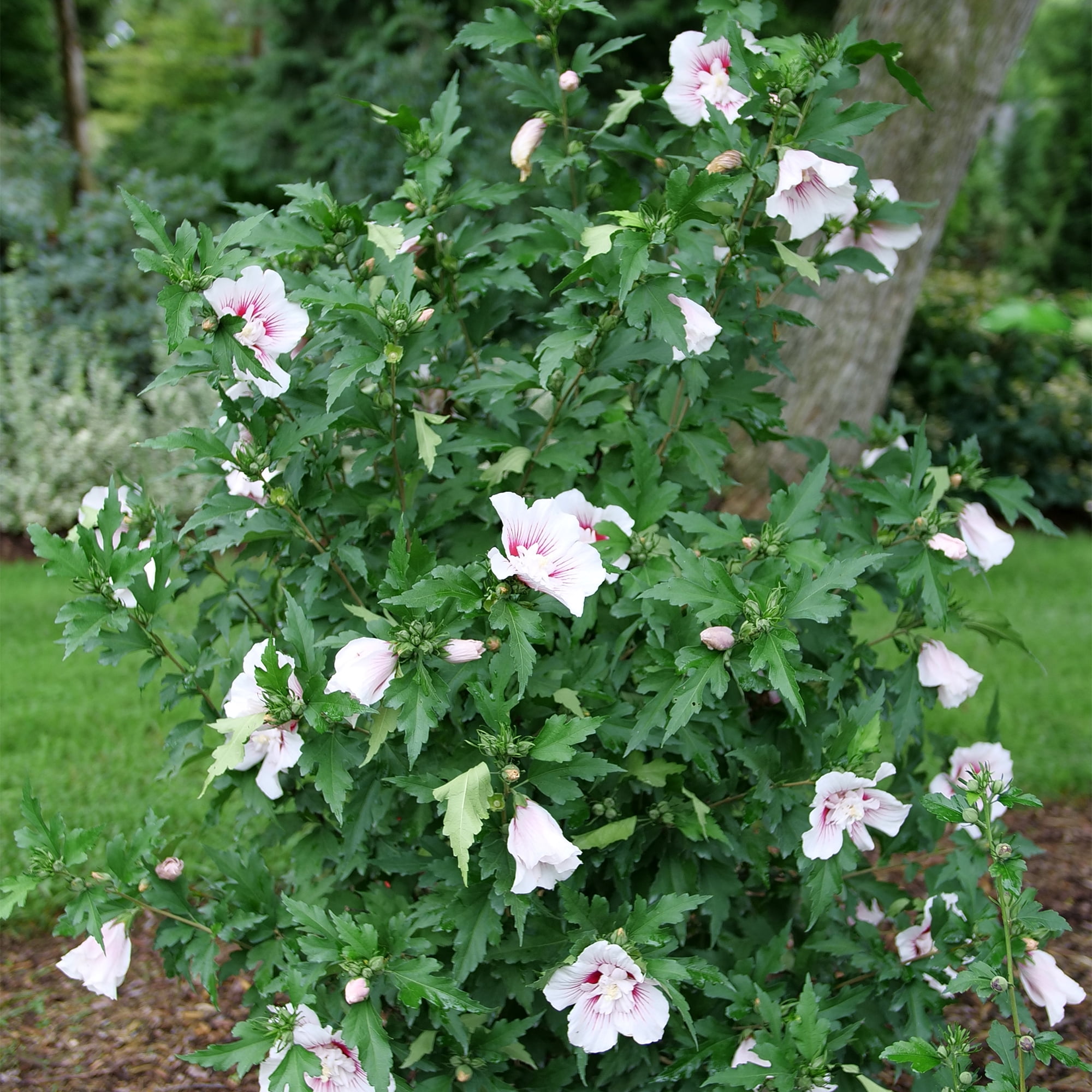 Proven Winners ColorChoice Starblast Chiffon Hibiscus Live Shrub (2 Gallon)