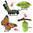 thumbnail image 4 of Juego de crecimiento de insectos para niños Zulema Educación infantil Aprendizaje Enseñanza, 4 of 8