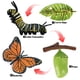 thumbnail image 4 of Naturaleza Animal Ciclo de Juego Aprendizaje Enseñanza Zulema Juego de crecimiento de insectos para niños, 4 of 8