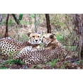 thumbnail image 3 of Underdahl, Dana 18x13 Black Modern Framed Museum Art Print Titled - Safari Cheetah I, 3 of 5
