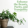 thumbnail image 4 of American Plant Exchange English Ivy Green, Live Plant, Medium Leaf, 6-Inch Pot, Vining Houseplant, 4 of 7