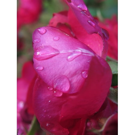Camelia Rose - Laminated Poster Plant Rose Red Pink Floral Water Droplets Petal Poster Print 11 x 17