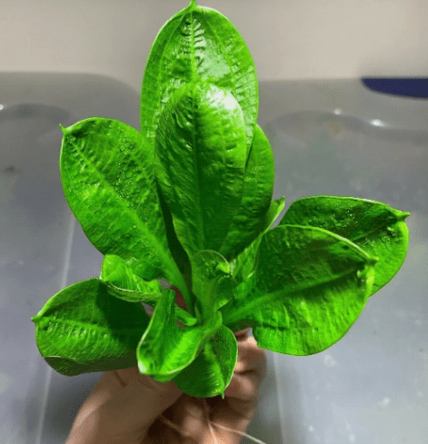 Echinodorus Rosette Sword  Plant Live Aquarium Plants