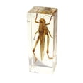 thumbnail image 1 of Ed Speldy East PW303 Presse-Papier Vrai Bug Régulier-Grande-Possette, 1 of 1