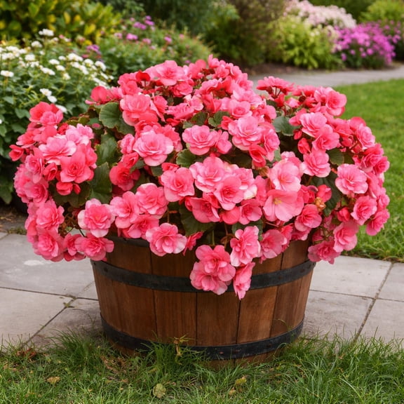 Sweet Strawberry Pink Begonia Flowers - 4 Bulbs - Attracts Butterflies, Bees & Hummingbirds - Sun & Shade Friendly-Spring Garden Perennial