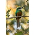 thumbnail image 2 of Jaynes Gallery 11x14 Black Ornate Wood Framed with Double Matting Museum Art Print Titled - Brazil-Pantanal Rufous-tailed jacamar bird on limb, 2 of 4