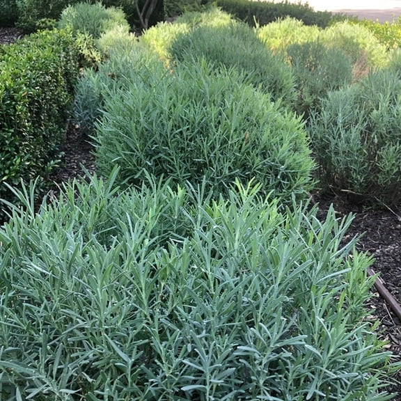 Rose Mary Plant in an trade gallon pot