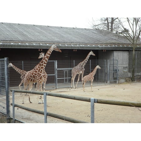 canvas print animal zoo giraffe africa animals wild animal stretched