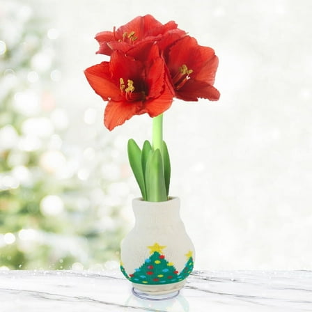 O Tannenbaum Sweater Amaryllis Flower Bulb with Stand, No Water Needed, Gift Ready