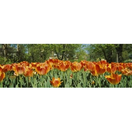 Tulip flowers in a garden  Sherwood Gardens  Baltimore  Maryland  USA Poster Print by  - 36 x
