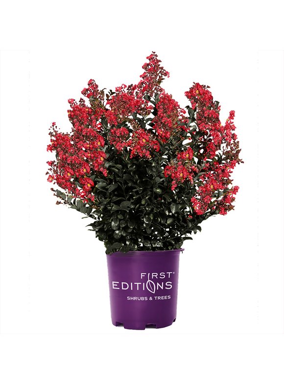 Crape Myrtle Trees In Garden Bushes - Walmart.com