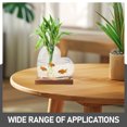 thumbnail image 4 of Miangastore Hydroponic Glass Vase For Indoor Plants Water Propagation Station Terrarium Container With Wooden Base For Desktop Or Window Display, 4 of 9