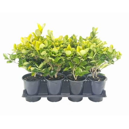 Ligustrum Japonicum Howardi - 3 Live Quart Size Plants - Privet Howardii - Variegated Evergreen Privacy Hedge