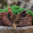 thumbnail image 4 of KLKCMS 9" Lightweight Hen Model Farm Lifelike Animal Figure Decoration - PVC + Feather, 4 of 6
