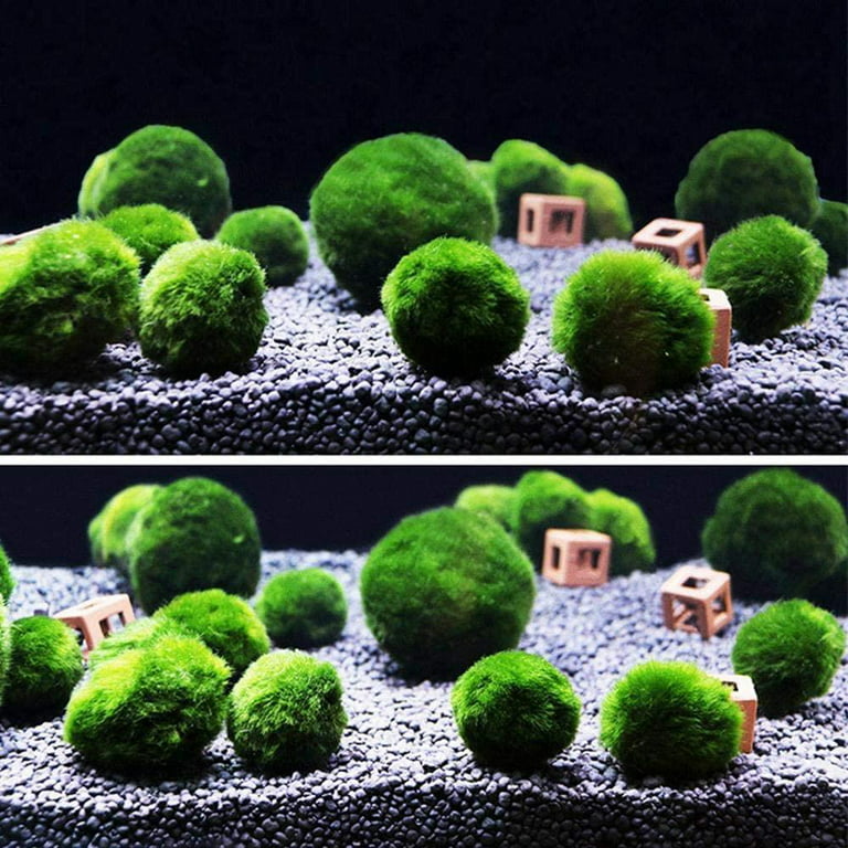Marimo Decorative Moss Ball for Fish Tank Live Aquarium Plant (2 Pcs)