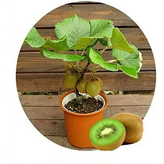 CZ Grain 50 Fresh Edible Fruit Kiwi Tree Plant Seeds